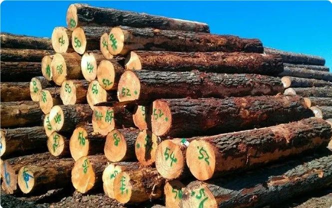 俄罗斯常见的木材有哪些？